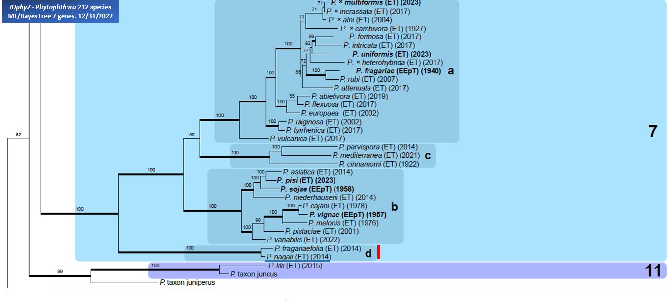    Phytophthora  spp. in subclade 7d:  portion of the seven-loci ML phylogeny featuring the type cultures of 212 described species (by T. Bourret). Notice the position of   P. nagaii  Ex-type CBS 133348 = Samp;T BL 121 . Gloria Abad, USDA Samp;T.
